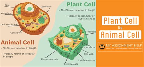 Each eukaryotic cell consists of a plasma membrane, the nucleus, cytoplasm, ribosome, mitochondria in general. Difference Between Plant and Animal Cells - MyAssignmentHelp