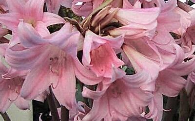 Lbs Of Amaryllis Belladonna Naked Lady Lily Bulbs Ebay