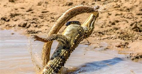 Jaw Dropping Pictures Show Mighty Crocodile And Deadly Snake In