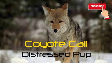 Coyote Hunting Call Distressed Pup 4 Mins Free Download Youtube
