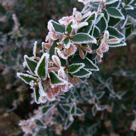 Free Images Tree Nature Branch Blossom Berry Leaf Flower Frost