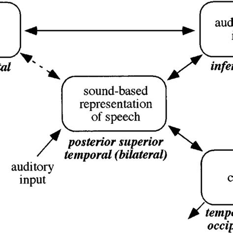A Model Of The Functional Neuroanatomy Of Speech Perception And Related