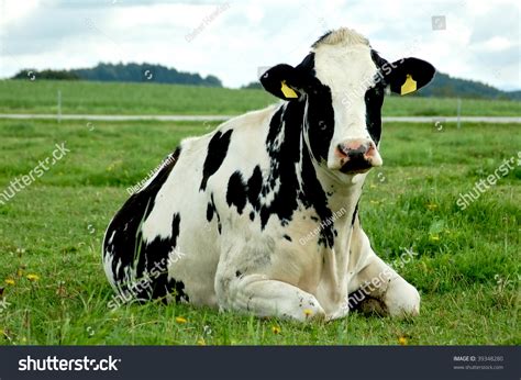 Cow Resting Images Photos Et Images Vectorielles De Stock