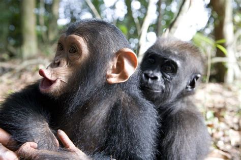 Photographer Captured The Friendship Between A Baby Gorilla And A Chimp
