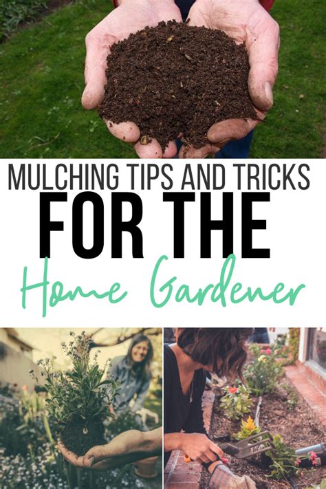 Mulching Tips And Tricks For The Home Gardener Try To Garden
