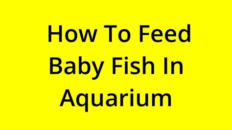 Solved How To Feed Baby Fish In Aquarium Youtube