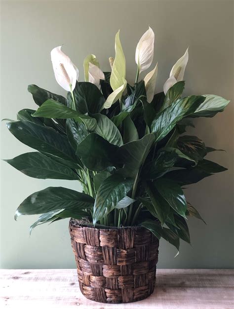 10 Graceful Spathiphyllum Peace Lily Large In Waldorf Md
