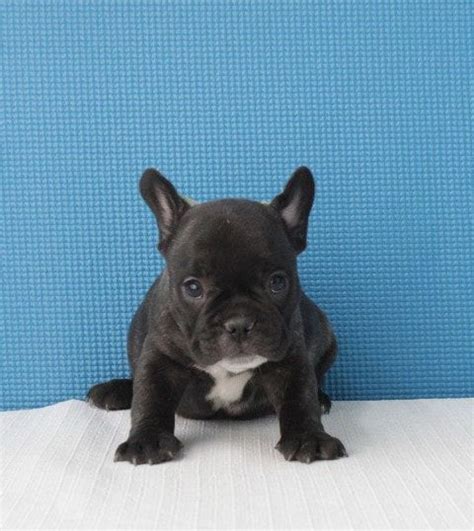 Rescue, rehabilitation, placement, adoption, public breed education, and breed specific shelter assistance and more. french bulldog puppies for sale english bulldog puppies ...