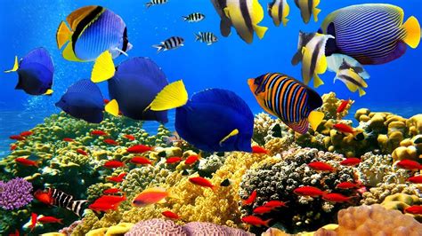 4k The Most Beautiful Coral Reefs And Undersea Creature On Earth Pobse