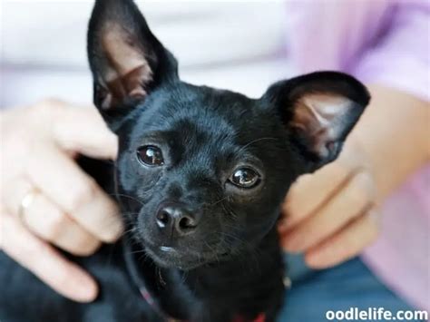 9 Breeds Of Black Dogs With Pointy Ears With Photos Oodle Life