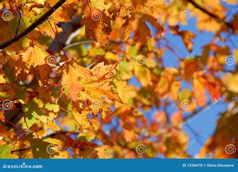 Fall Maple Leaves Stock Photo Image Of Sunlit Bright 1330478