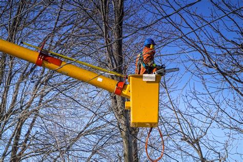 Texas Tree Pros Services Austin Tree Trimming Removal