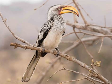 Southern Yellow Billed Hornbill Ebird