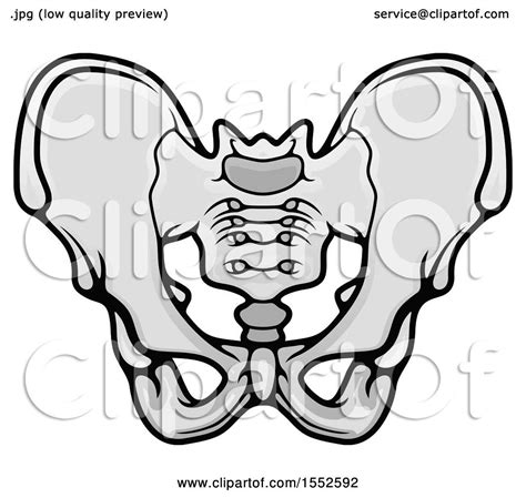 Clipart Of A Pelvis Human Anatomy Royalty Free Vector Illustration