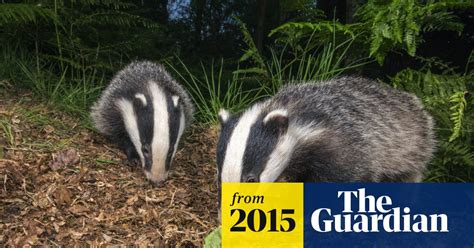 Badger Cull Gets Under Way In Dorset Gloucestershire And Somerset