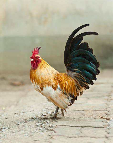 Stock Photo | Beautiful chickens, Chickens backyard ... See more of arroyo grande chickens and roosters on facebook.