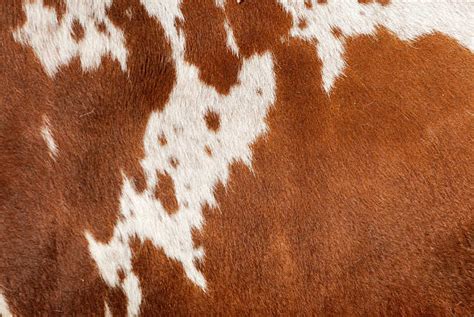 Cow Skin Wallpaper