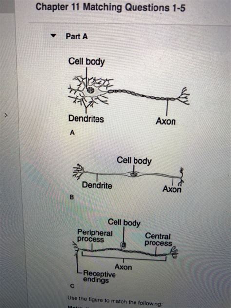 Solved Chapter 11 Matching Questions 1 5 Part A Cell Body Chegg