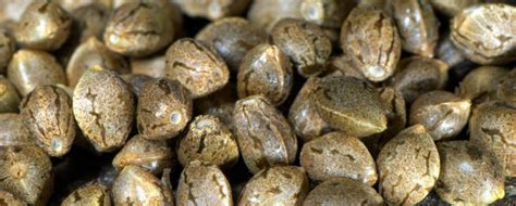 The trade of cannabis seeds is 100% legal in the nederlands. 13 Best Online Seed Banks that Ship to the USA of 2020 ...