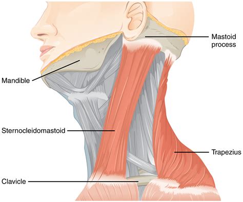 Click on image for larger labeled, picture. The Cranial Nerve Exam · Anatomy and Physiology