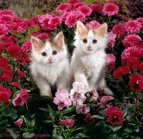 calico kittens among pink flowers photo wp15913