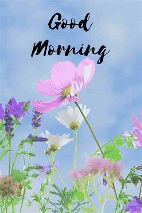 250 Best Good Morning Hd Images Wishes Pictures And Greetings Good