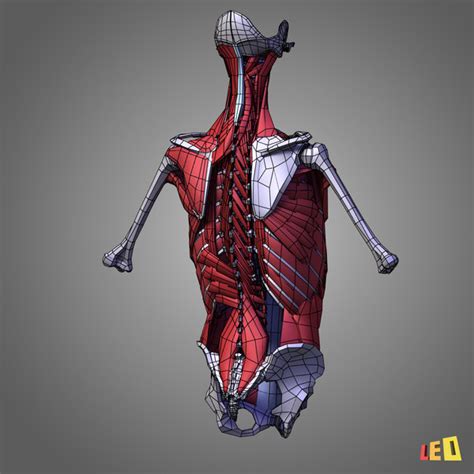 Below are the muscles in the torso and on the back that you need to be aware of. human torso muscles 3d model