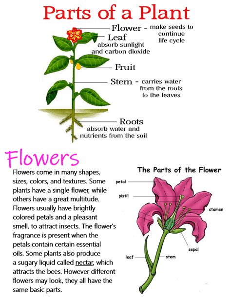Parts Of A Plant And Flowers ~ Anchor Chart Jungle Academy Learning