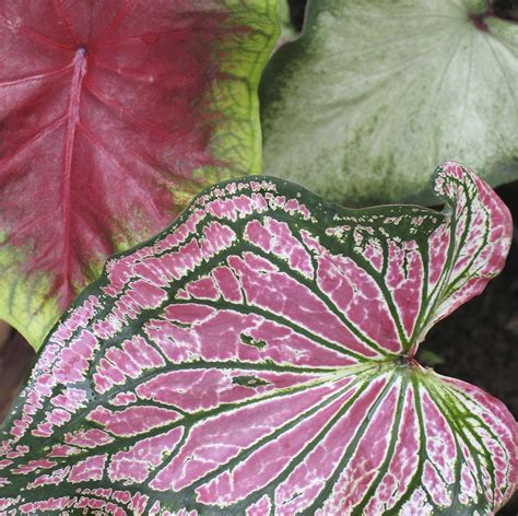 Growing Caladiums Is Easy With Proper Caladium Care These Tropical