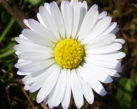 Maybe you would like to learn more about one of these? Krystina Dizayas Blog: daisy flower