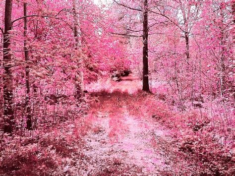 Pink Forest Pink Forest Forest Pictures Scenery