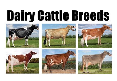 Cute Cow Blog Dairy Cow Breeds Dairy Cattle Dairy Cows
