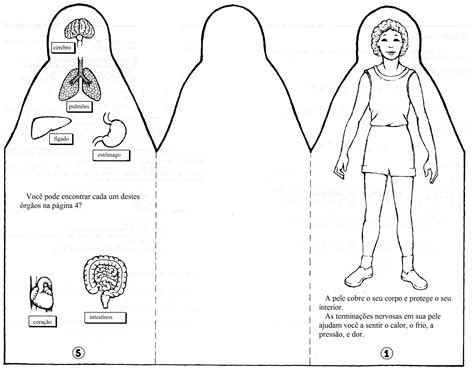 Livro Do Corpo Dobrável 2 Anatomy And Physiology Human Body