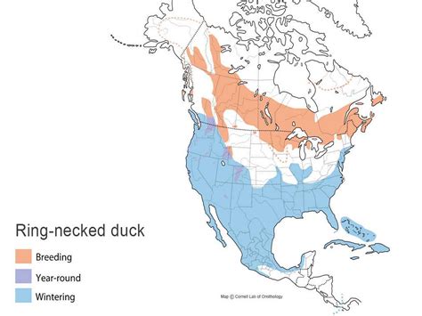Ring Necked Duck Types Of Ducks And Geese