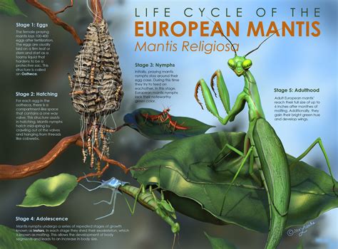 Life Cycle Of The European Praying Mantis — Logan Weihe