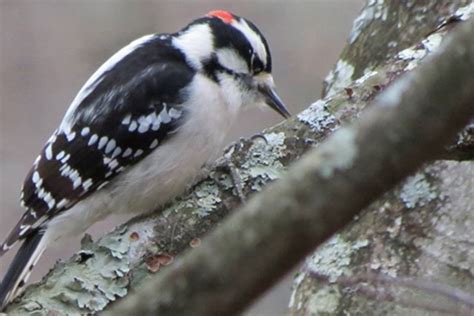 Pa Environment Digest Blog Citizen Science Help Bird