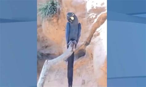 Blue Macaw Parrot That Inspired Rio Is Now Officially Extinct In The Wild