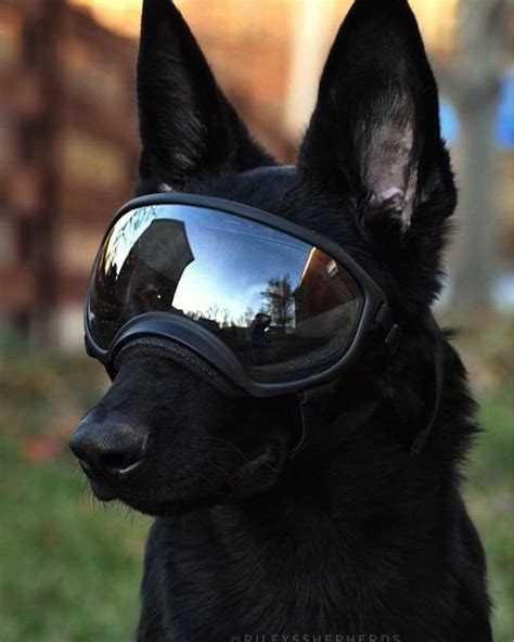 Do Dogs Need To Wear Dog Goggles