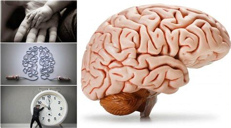 10 Interesting Facts About Human Brain Muslim Ink