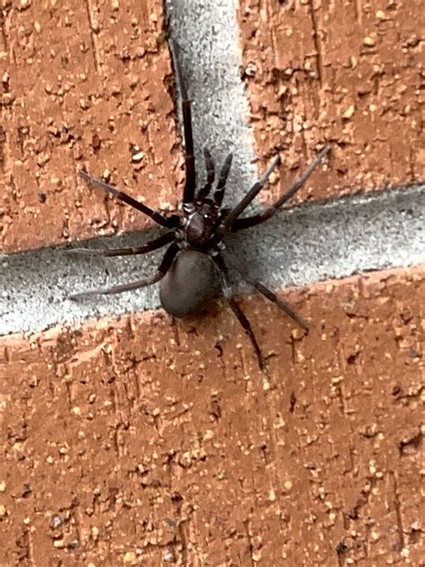 Female Kukulcania Hibernalis Southern House Spider In Portsmouth