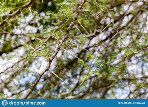 Large Spines On An Acacia Tree In The Savannah Stock Photo Image Of