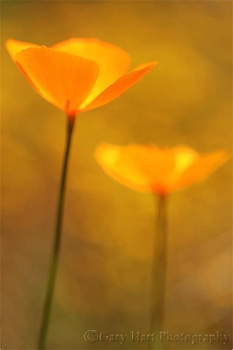 Champagne Glass Poppies Merced River Canyon Eloquent Images By Gary Hart