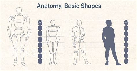 Anatomy Basic Shapes Drawing Body Proportions Basic Shapes Body Proportions