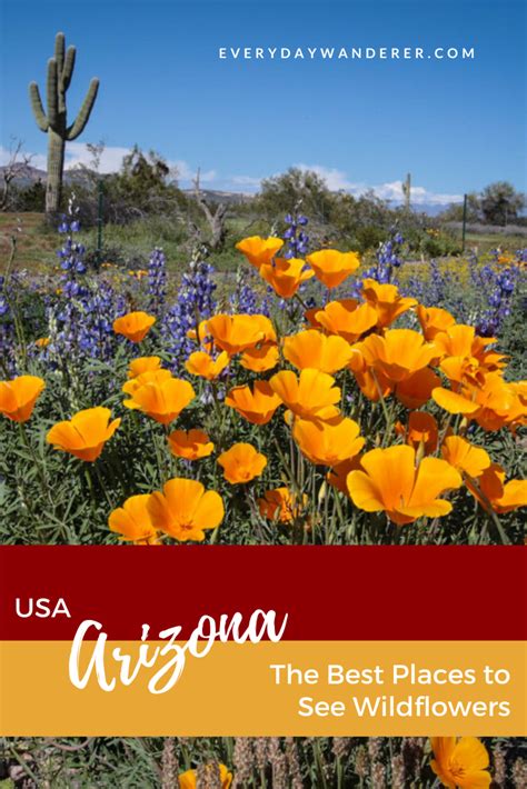 Best Places To See Wildflowers In Arizona Arizona Wildflowers