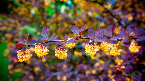 Wallpaper Sunlight Leaves Nature Branch Blossom Spring Tree