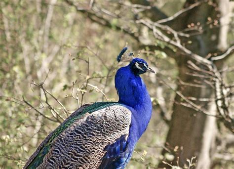 Freie kommerzielle nutzung keine namensnennung bilder in höchster qualität. Exotische Tiere: Blauer Pfau - Bilderwelt bei Glaronia.com