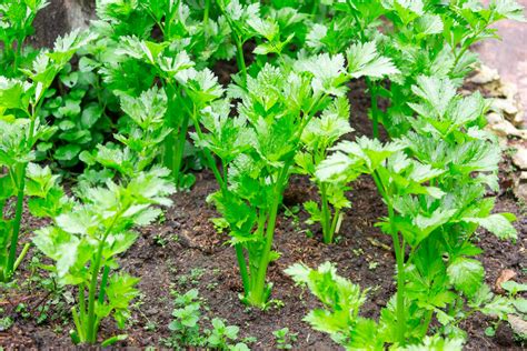 Growing Celery For Maximum Nutrition And Maximum Flavor