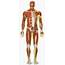 Diagram Human Body Leg Muscles  Muscle Flashcards By