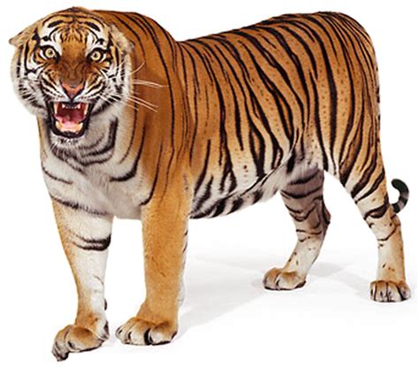 Siberian Tiger Png File Png Svg Clip Art For Web Download Clip Art