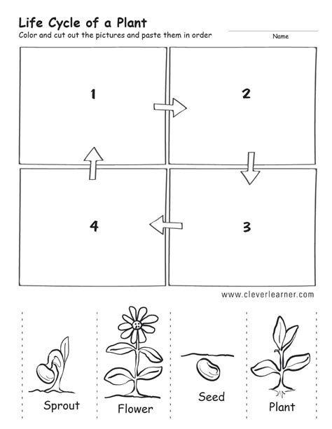 Free Plant Life Cycle Worksheet Printables